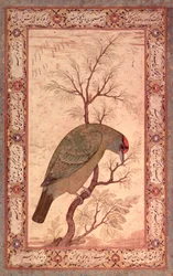 A Barbet (Himalaya blåhalset fugl) Jahangir Periode, Mughal, 1615